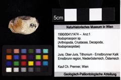 Foto (Objket + Etiketten) von Mundopsidae indet. 